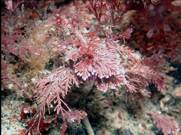 Corallina officinalis